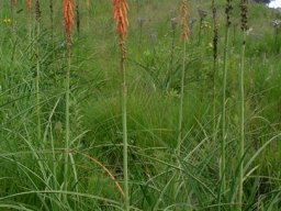 Kniphofia angustifolia gracile appearance
